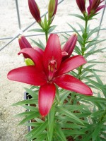 [1664 BlackBurn No01.JPG]